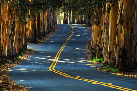 eucalyptus trees