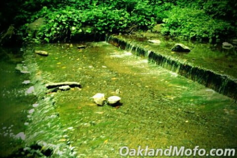 dimond park creek