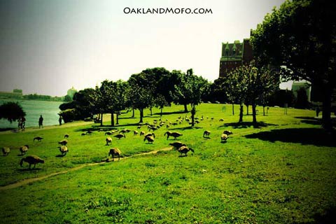 lake merritt canadian geese Lake Merritt, the history, truth and facts. picture