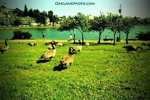 lake merritt geese Lake Merritt, the history, truth and facts. picture